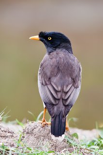 Jalak - White-vented myna (Javan myna) 2